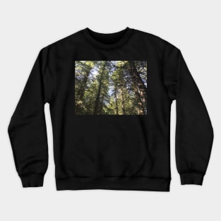 Looking up at Pines in Forest Crewneck Sweatshirt